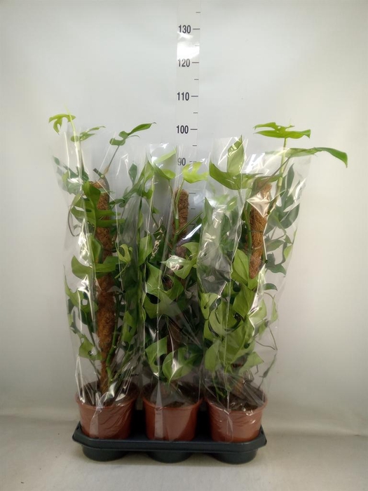 <h4>Monstera delic. 'Piccolo'</h4>