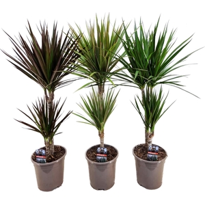 Dracaena marginata mix