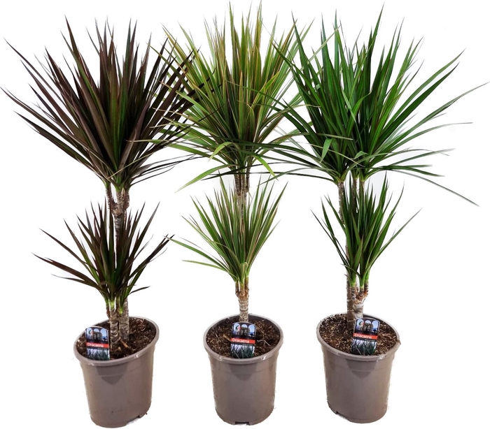 <h4>Dracaena marginata mix</h4>