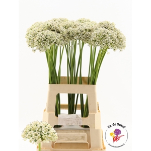ALLIUM NIGRUM