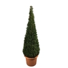 Taxus baccata