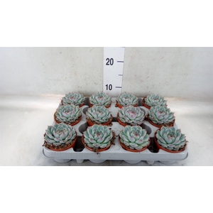 Echeveria   ...