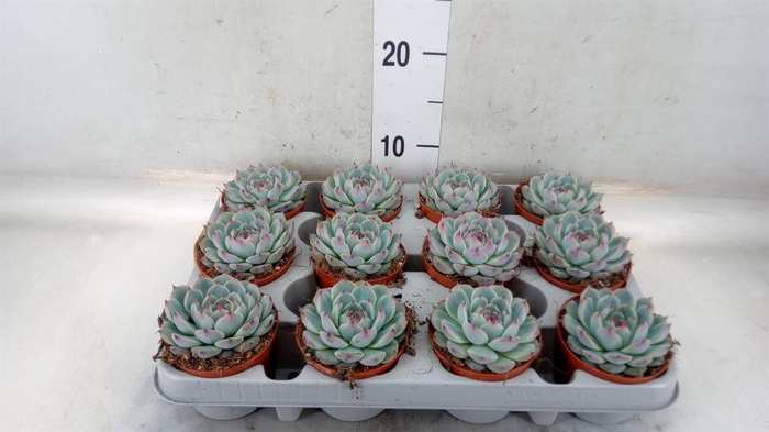 <h4>Echeveria   ...</h4>