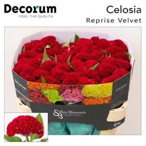 Celosia Reprise Velvet Bos