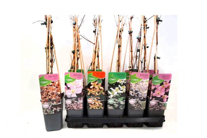 <h4>CLEM MONTANA</h4>