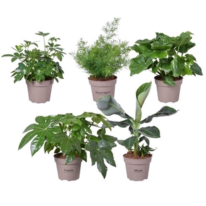 Groene planten mix 15 cm