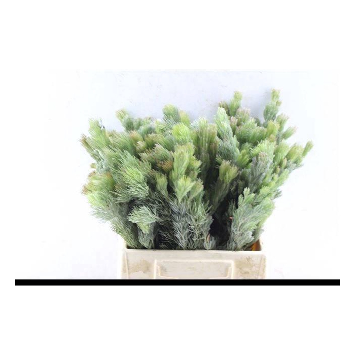 <h4>Kaaps Groen</h4>