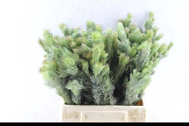 <h4>KAAPS GROEN</h4>