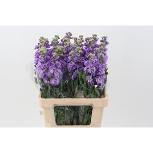 Matth Phantom Dark Lavender