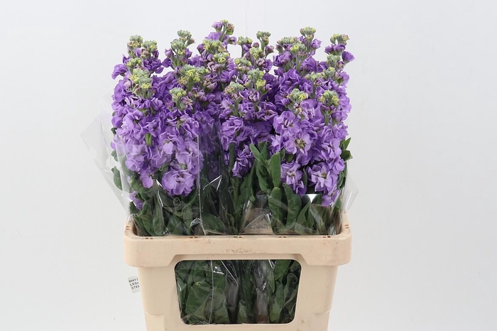 <h4>Matth Phantom Dark Lavender</h4>