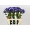 Agapanthus Uri