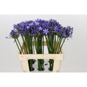 Agapanthus Uri