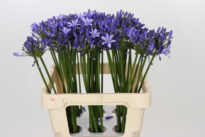 <h4>Agapanthus Uri</h4>