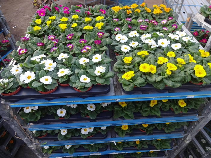 <h4>PRIM AC MIXK</h4>