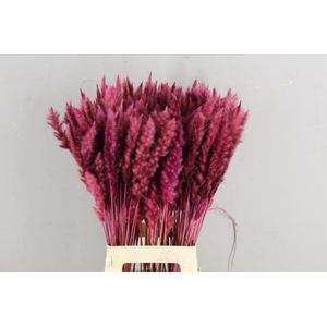 Df Pampas Silvy O.pink