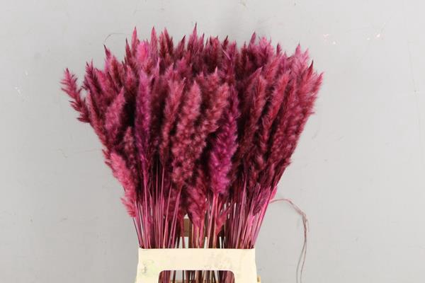 Df Pampas Silvy O.pink