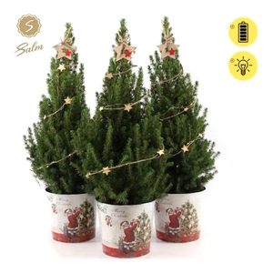 Picea gl. 'December'® P19 in Zinc Santa + Starlight + Star on Loop