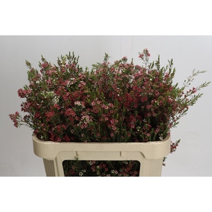 Chamelaucium My Sweet 16