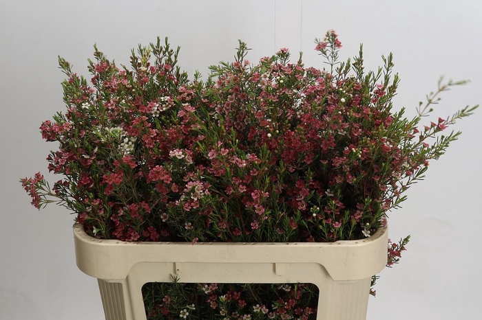 <h4>Chamelaucium My Sweet 16</h4>