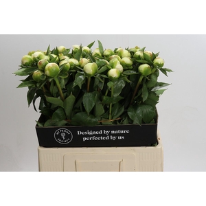 Paeonia Duchesse De Nemours