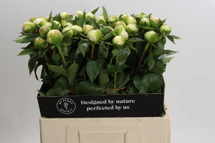 Paeonia Duchesse De Nemours