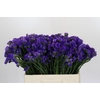Limonium Navy Sun Birds