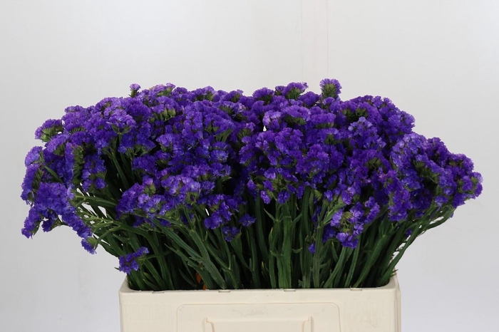 <h4>Limonium Navy Sun Birds</h4>