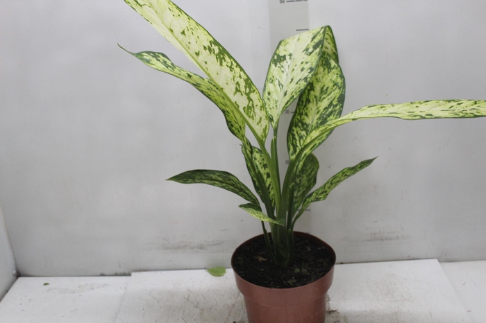 <h4>DIEF. VESUVIUS P17</h4>