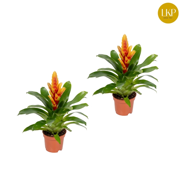 <h4>Vriesea Cato Oranje (Met Hoes)</h4>