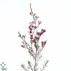 <h4>Chamelaucium Eden Purple</h4>