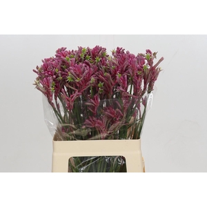 Anigozanthos Mini Pearl