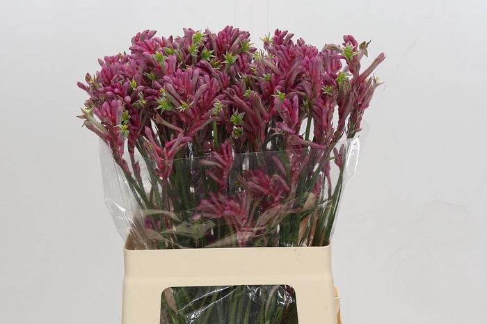 <h4>Anigozanthos Mini Pearl</h4>