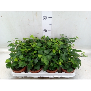 Hedera helix 'Wonder'