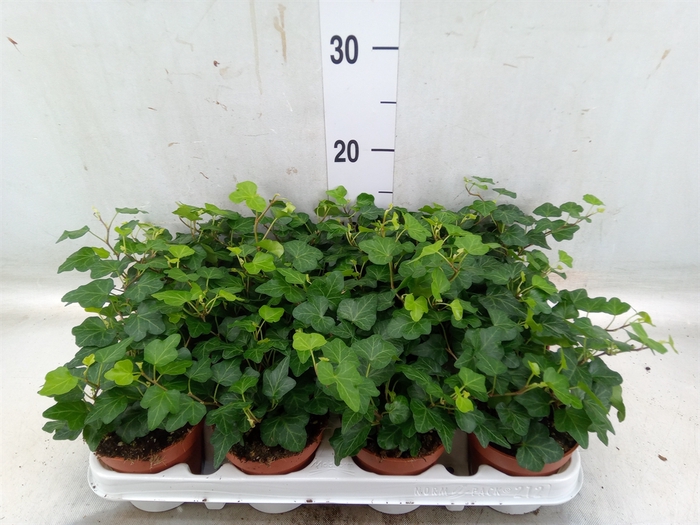 <h4>Hedera helix 'Wonder'</h4>
