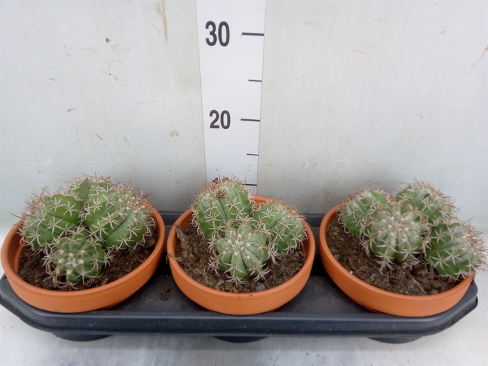 <h4>Melocactus matanzanus</h4>