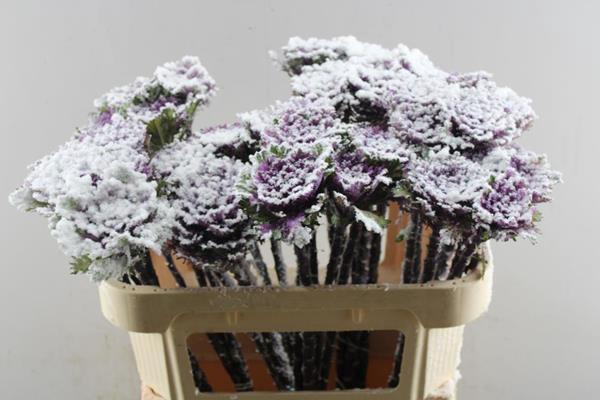 <h4>Brass Ov Klb 21% Glitter Rood</h4>