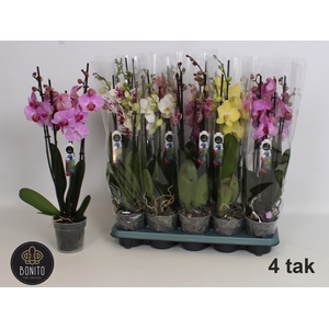 PHAL GEM 5 KL