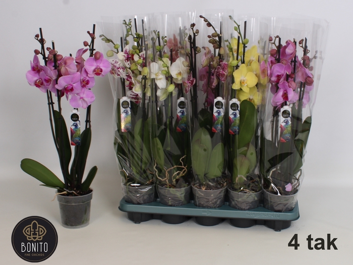 <h4>PHAL GEM 5 KL</h4>