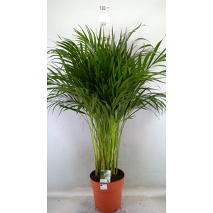 Dypsis lutescens   ...Chrysalidoca