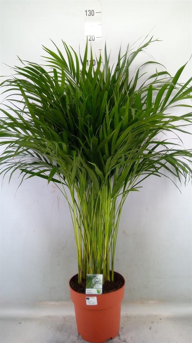 <h4>Dypsis lutescens   ...Chrysalidoca</h4>