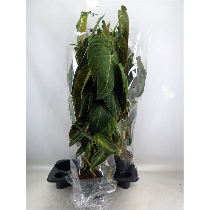 <h4>Philodendron melanochrysum</h4>