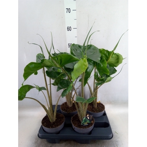 Alocasia macrorrhiza 'Stingray'