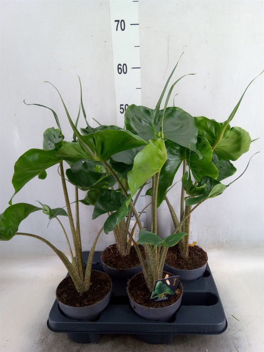 <h4>Alocasia macrorrhiza 'Stingray'</h4>