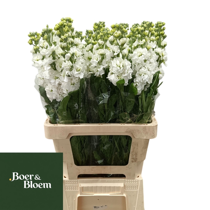 <h4>MATTH IRON WHITE</h4>