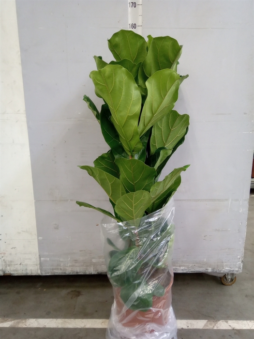 <h4>Ficus lyrata</h4>