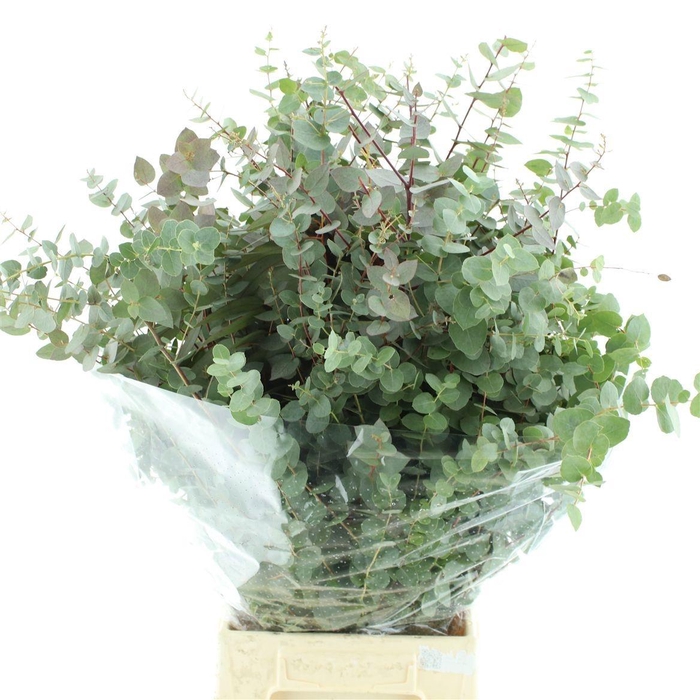 <h4>EUCA BRIDGESIANA</h4>