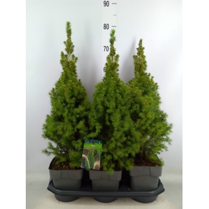 Picea glauca 'Perfecta'