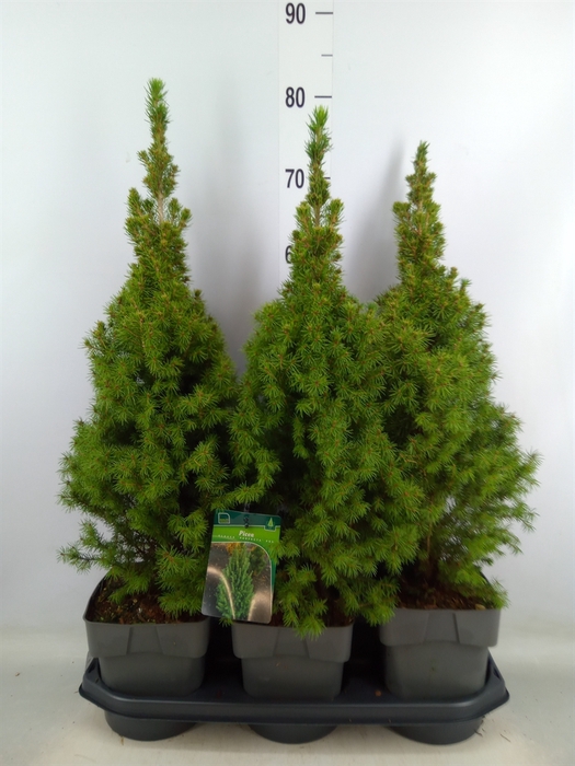 <h4>Picea glauca 'Perfecta'</h4>