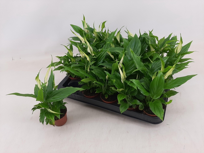 <h4>SPATH CHOPIN</h4>