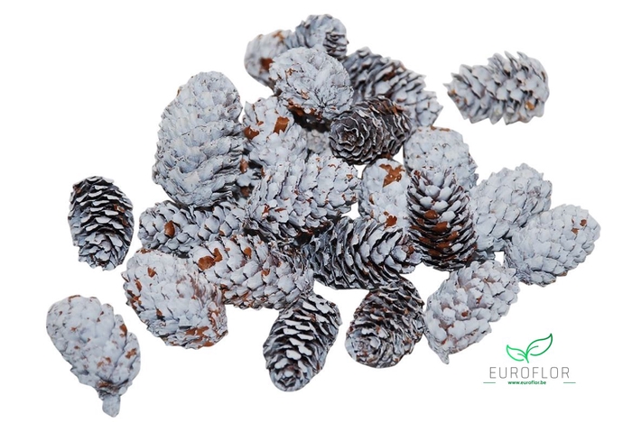 PINECONE MINI SPRUCE 180GR WHITE